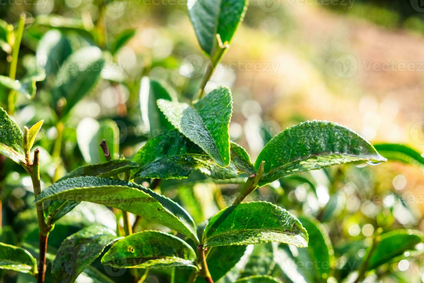 Tea leaf dew shoots in farm photo