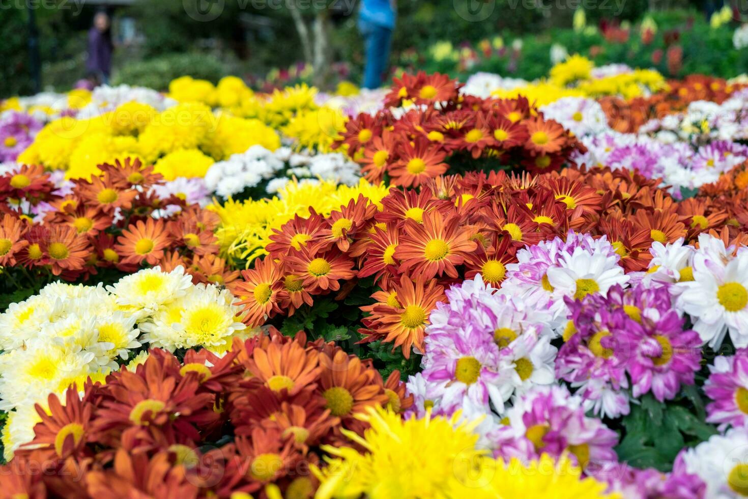 Chrysanthemum colorful flowers in festival garden photo
