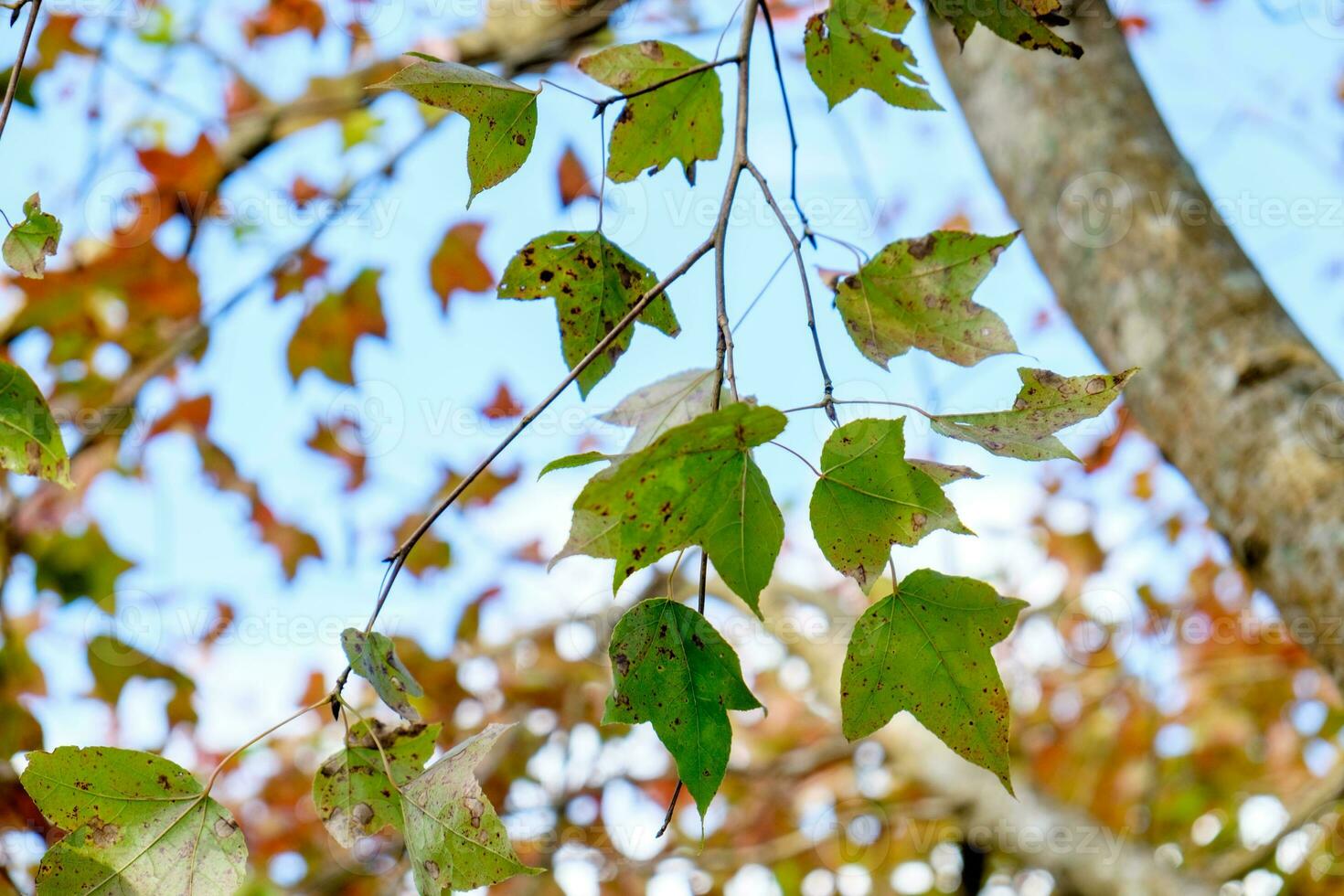 Maple leaf fresh color on branch photo