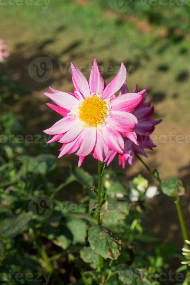 Pink white flower yellow pollen green leaf photo