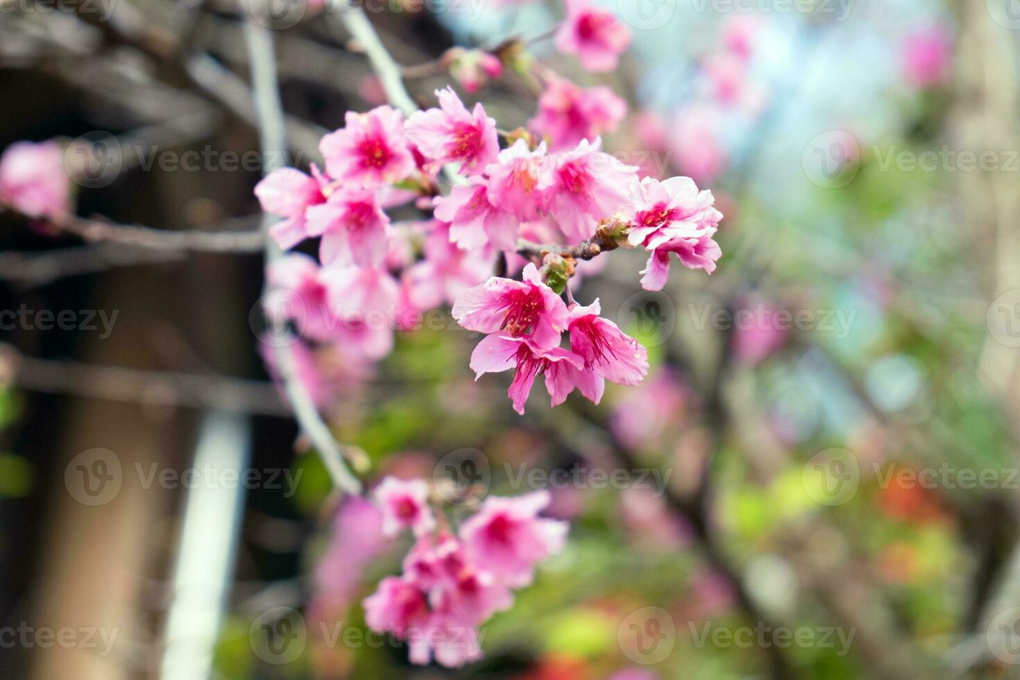 Pink Wild Himalayan Cherry photo