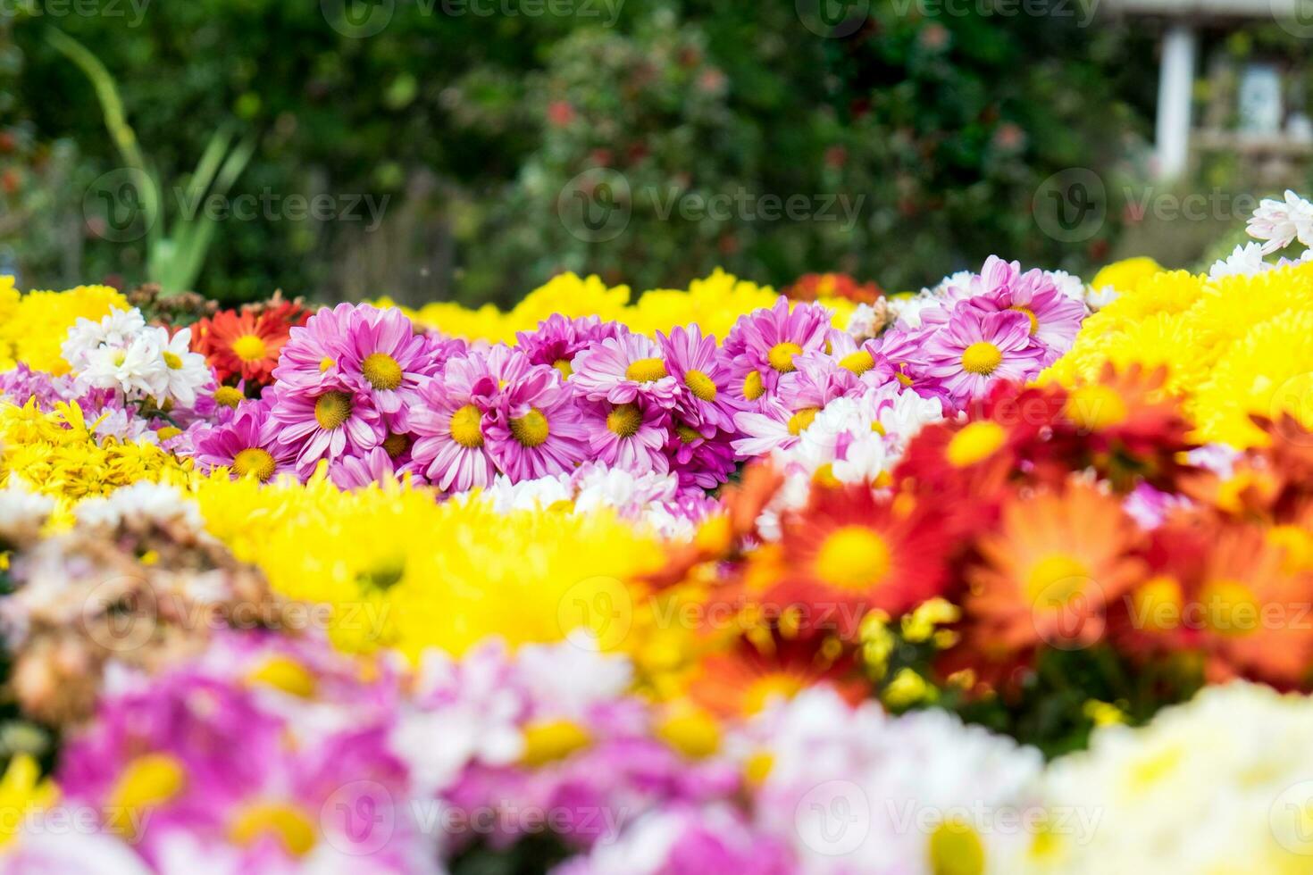 Chrysanthemum colorful flowers in festival garden photo