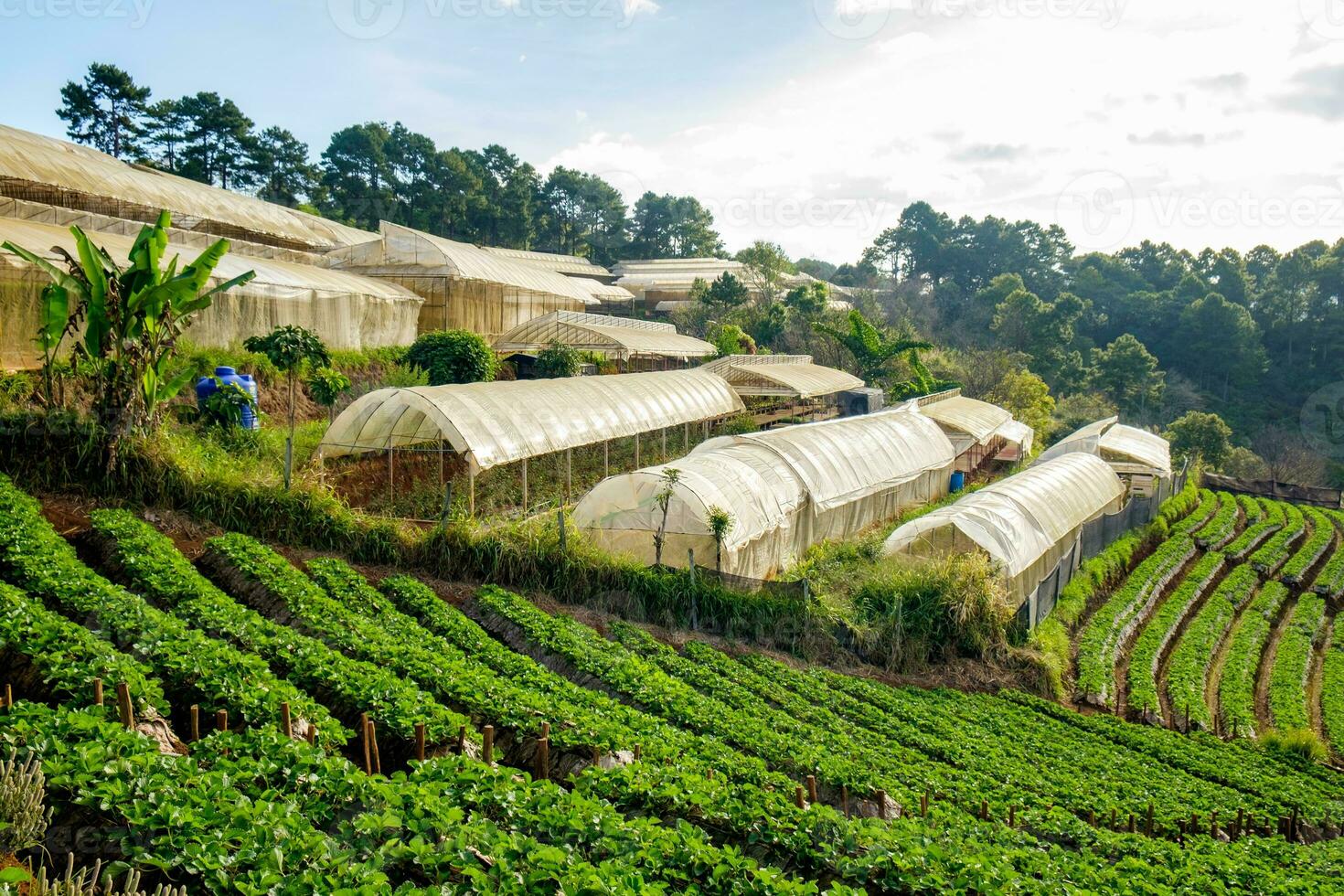 Strawberry platation mountain stairs and plant research center photo