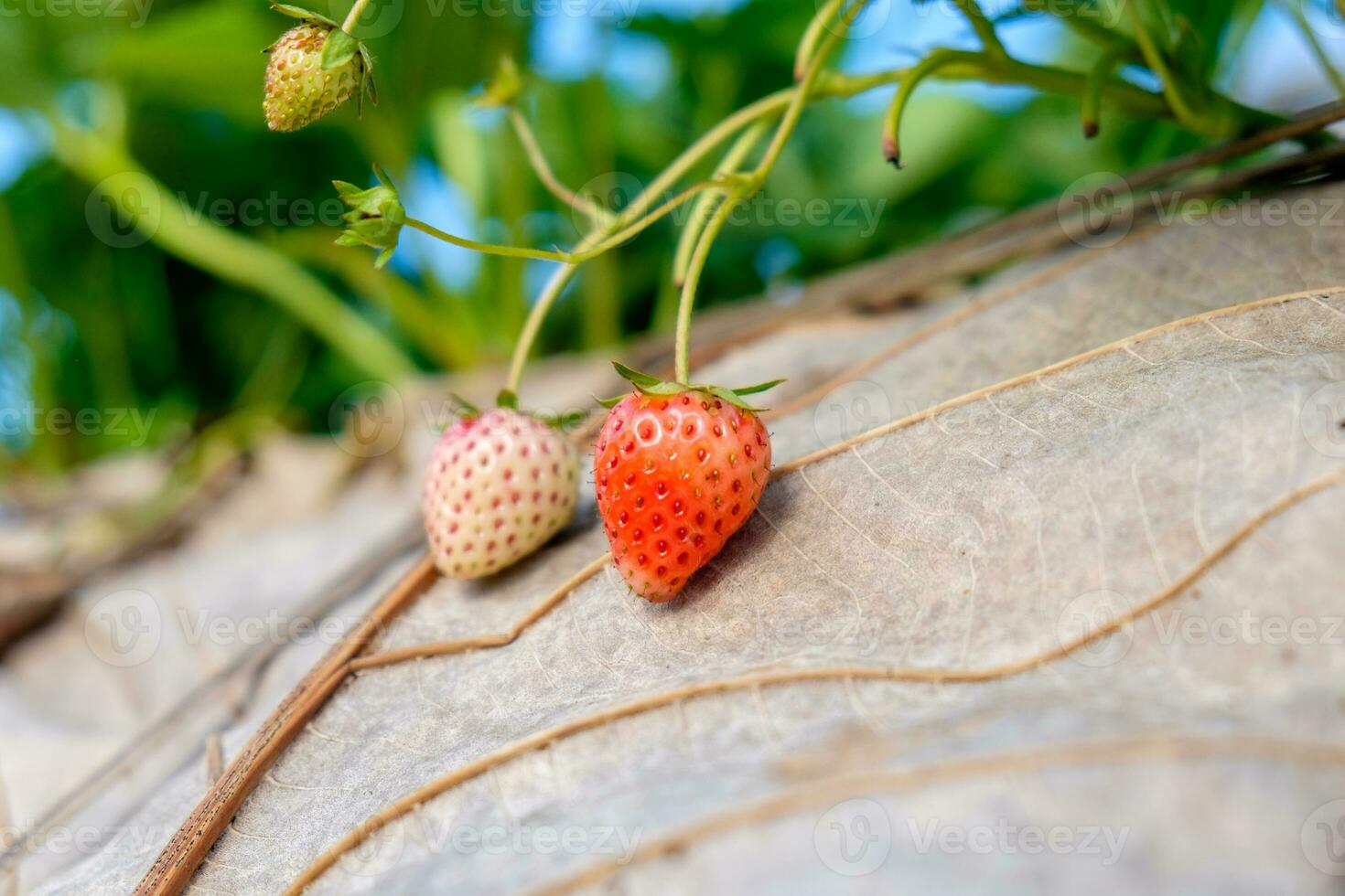 fresa planta Fruta foto