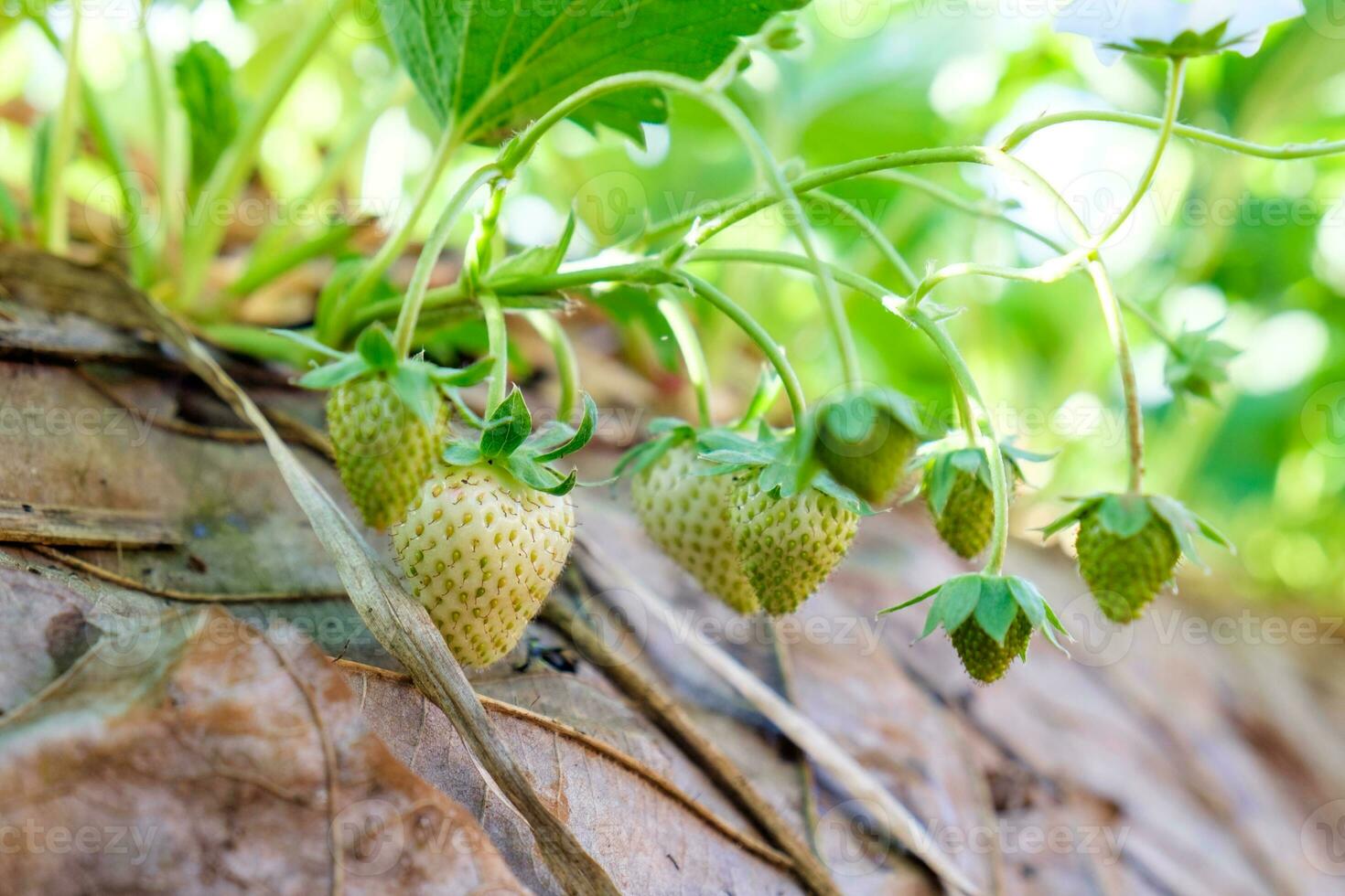 fresa planta Fruta inmaduro foto