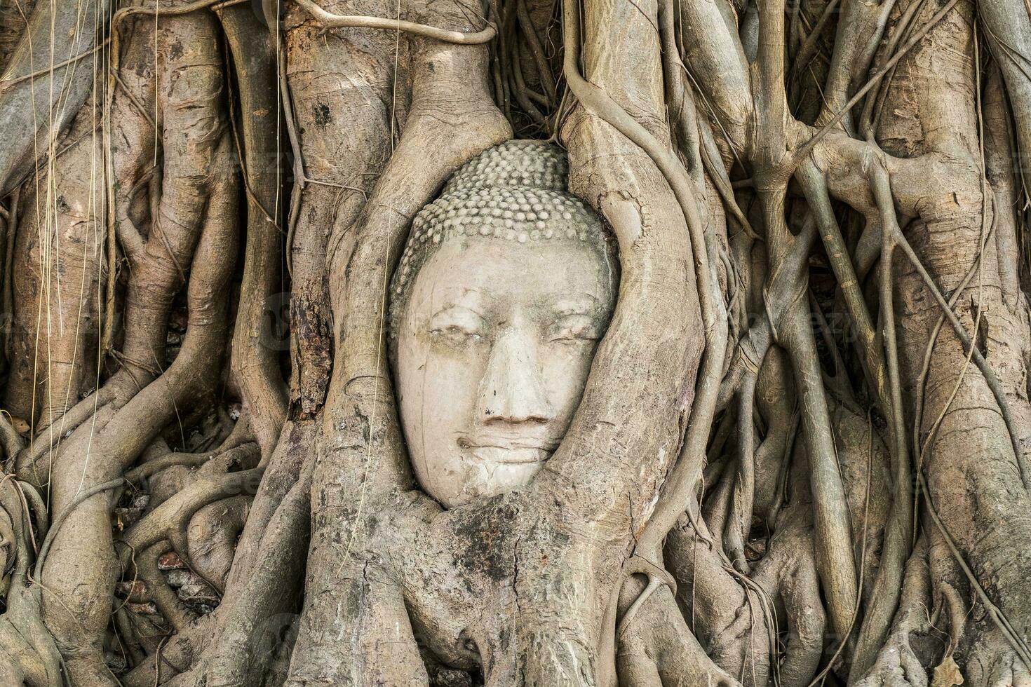 Buddha head statue inside bodhi tree photo