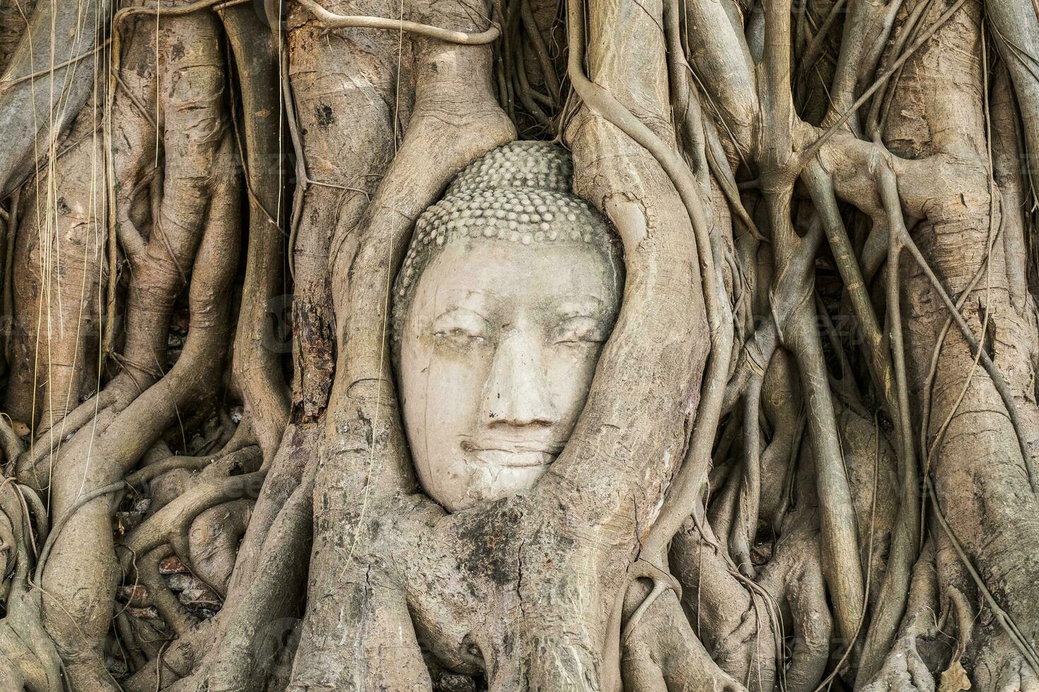 Buda cabeza estatua dentro bodhi árbol foto