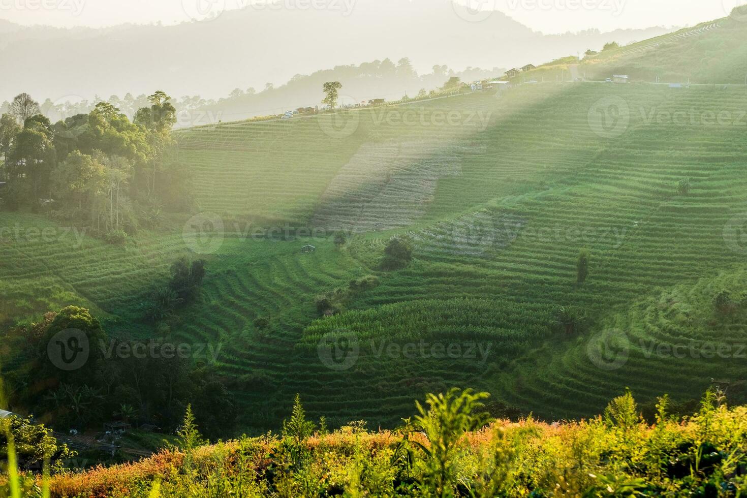 Rice terrace sunlight shine at sunset photo