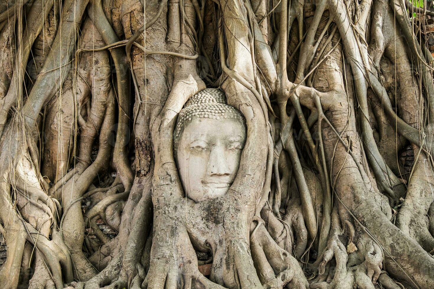 Buddha head statue inside bodhi tree photo