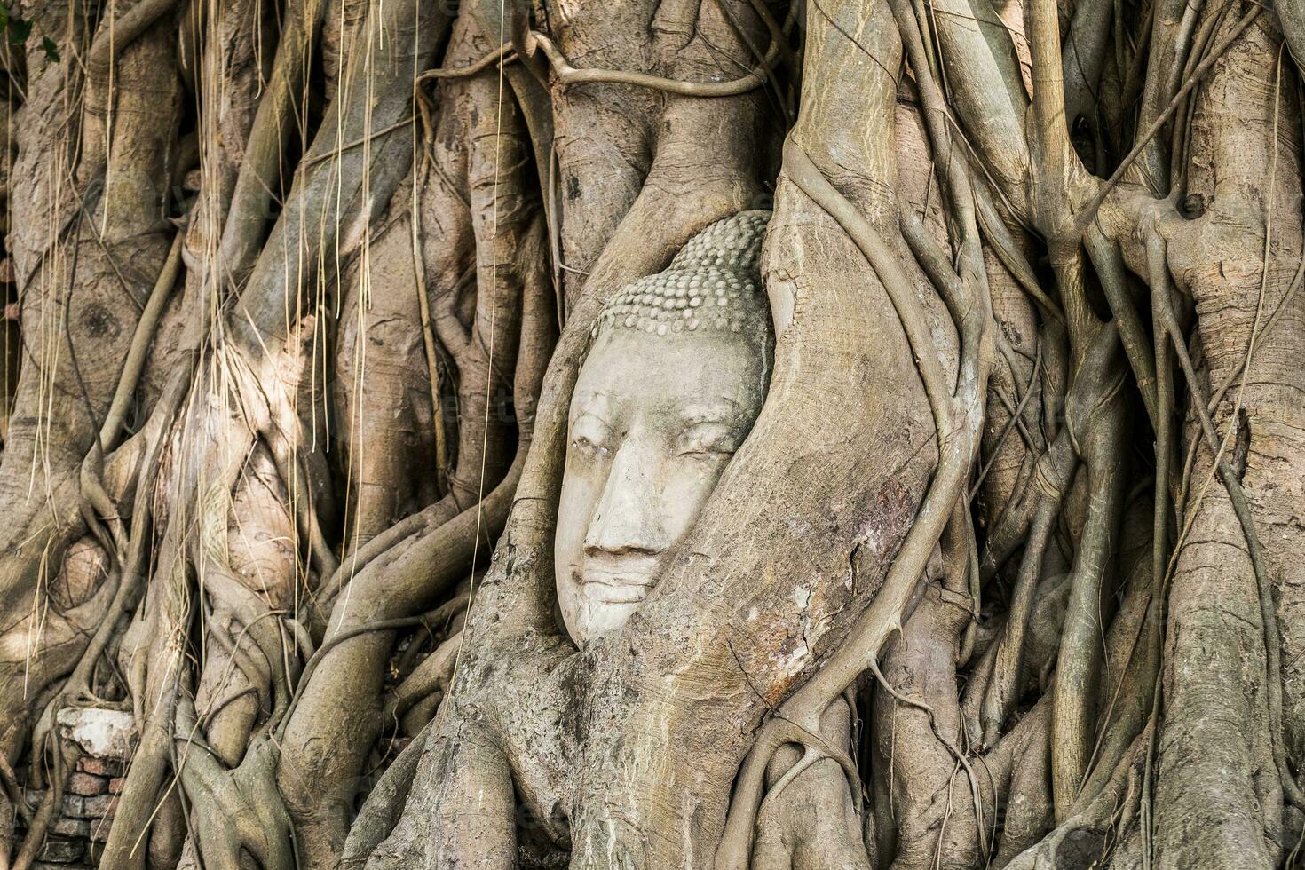 Buda cabeza estatua dentro bodhi árbol foto