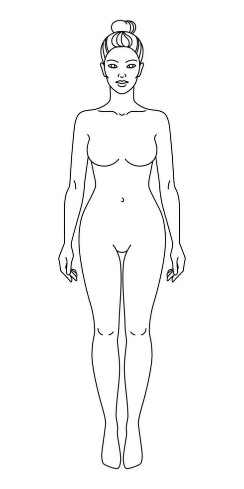 mujer cuerpo frente ver vector ilustración. aislado contorno línea contorno modelo niña sin ropa. anatomía de sano hembra cuerpo formas hembra figura vector humano cuerpo en lineal estilo.