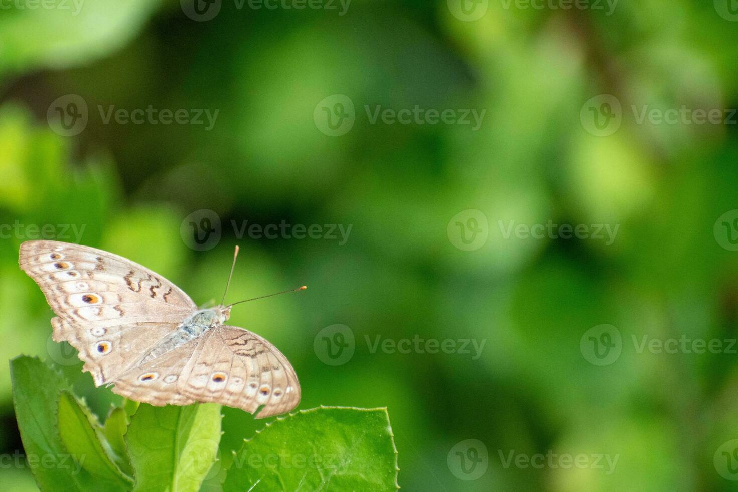 gris pensamiento mariposa encaramado en causanis trifolia hoja. junonia atletas mariposas foto