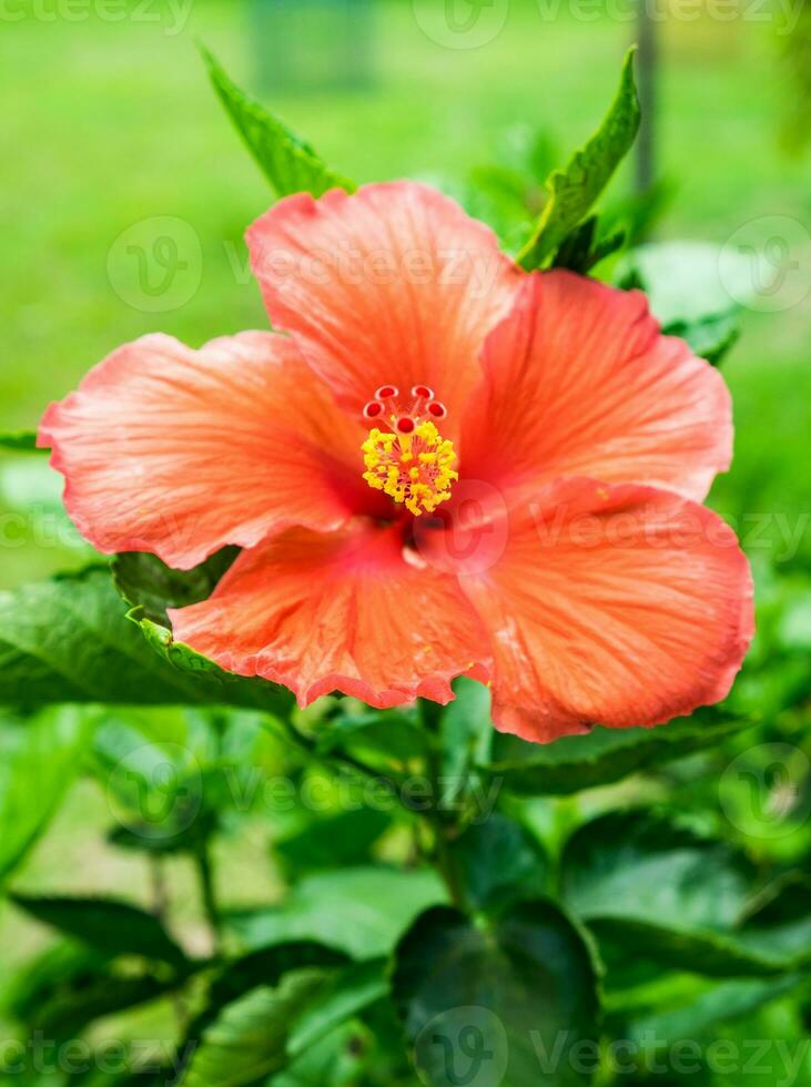 rojo naranja hibisco China Rosa hawaiano flor florecer vistoso foto