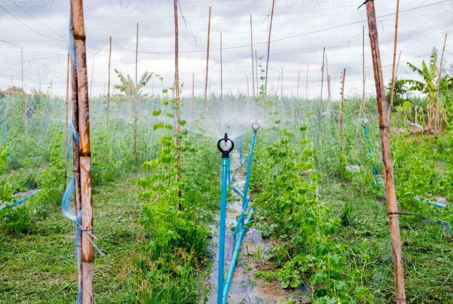 Automatic sprinkler spread system on bitter gourd photo