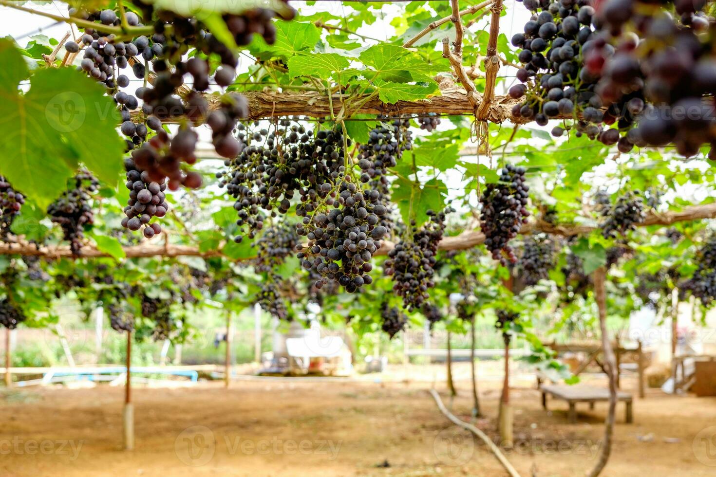 Grape bunch fruit in vineyard photo