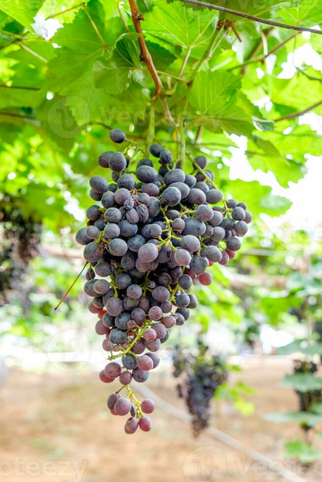 Grape bunch fruit in vineyard photo