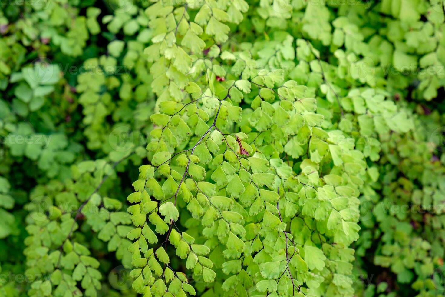 Maiden Hair Fern Adiantum Sp green leaf shiny photo