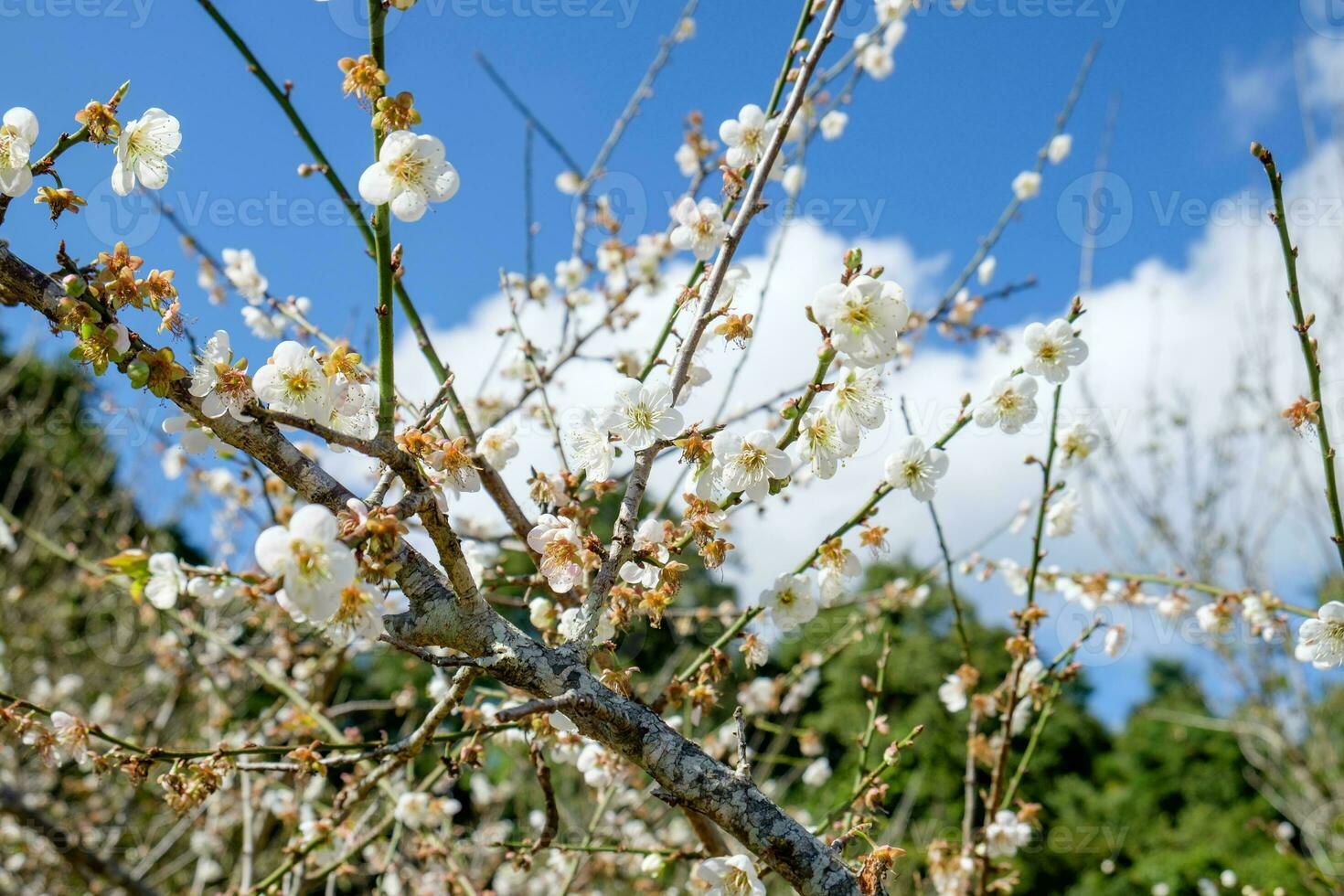 Chinese plum,Japanese apricot,bloom white flower beautiful photo