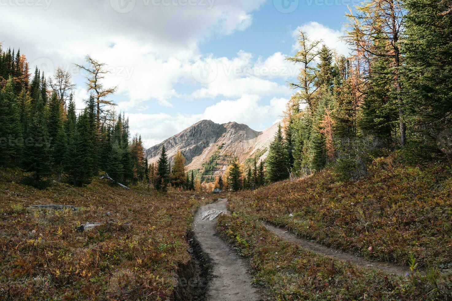 Hiking trail with Rocky Mountains in autumn forest at provincial park photo