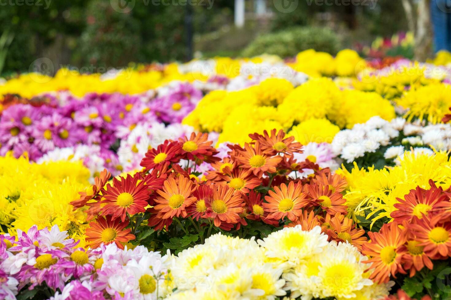 Flower zinnia bloom red orange yellow photo