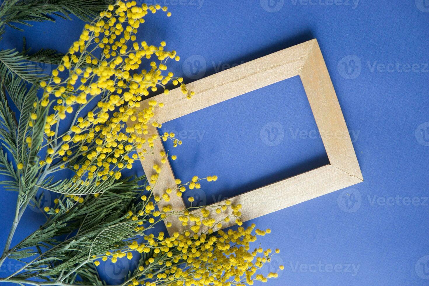 Spring concert. Mimosa and gold frame on blue background. Mimosa close-up. Happy spring. photo