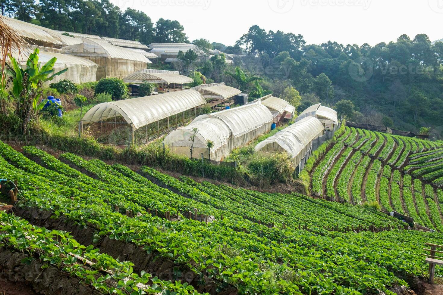 Strawberry platation mountain stairs and plant photo