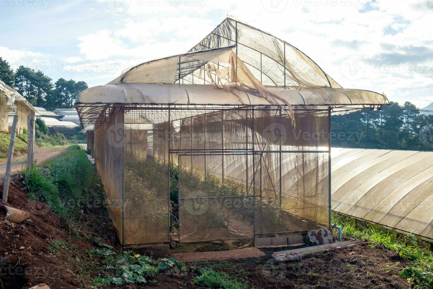 Structure building plant roses photo