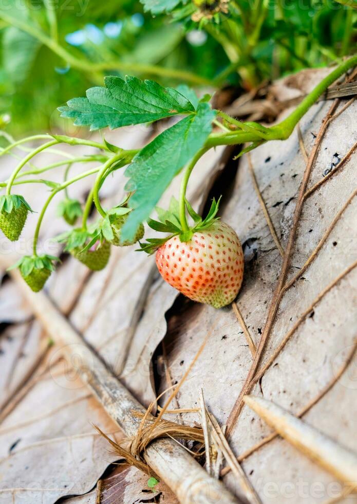 fresa planta Fruta foto