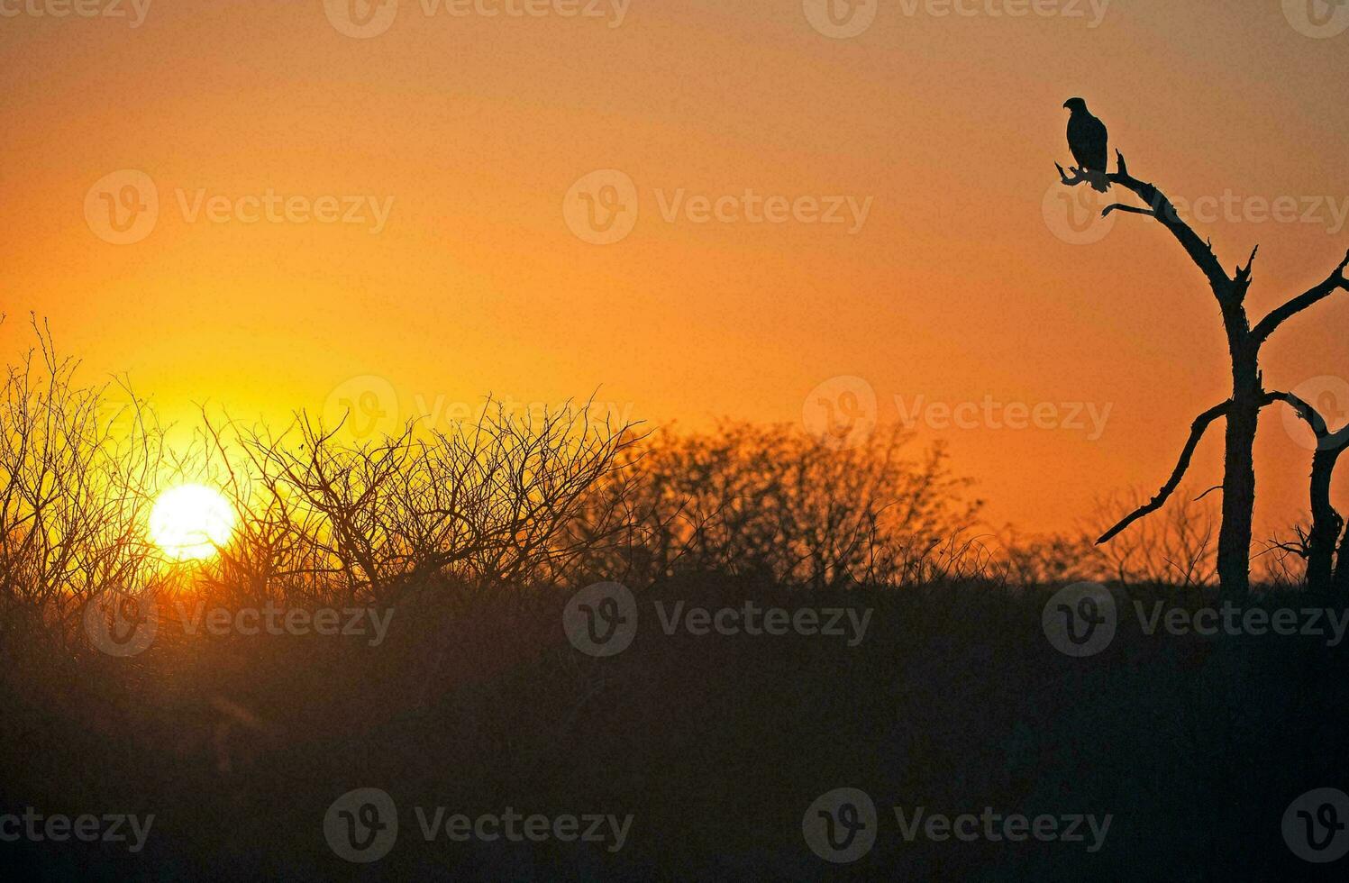 Tropical sea sunset tree sky view background photo