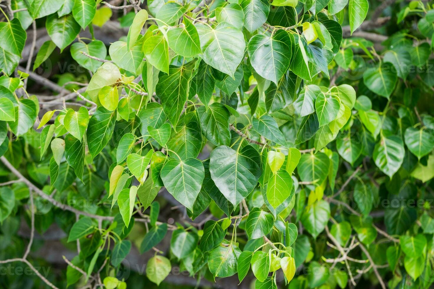 Bodhi tree green leaves photo