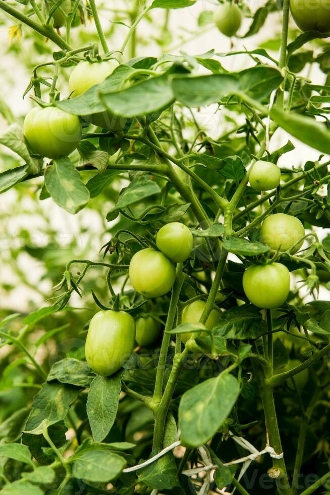 Tomates son colgando en un rama en el invernadero. foto