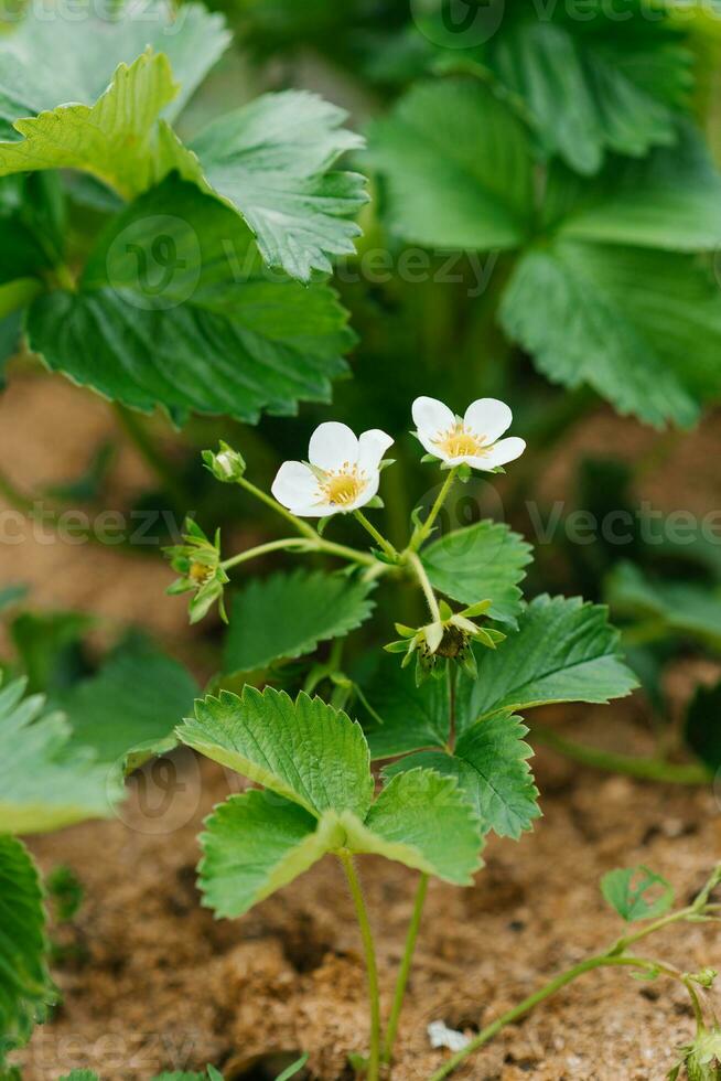 Organic strawberry flowers in the garden in spring photo