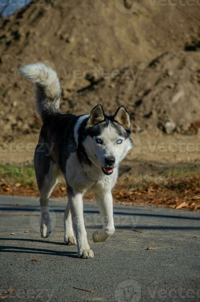 Dog Siberian Husky. Portrait of a husky with blue eyes. very beautiful eyes. photo