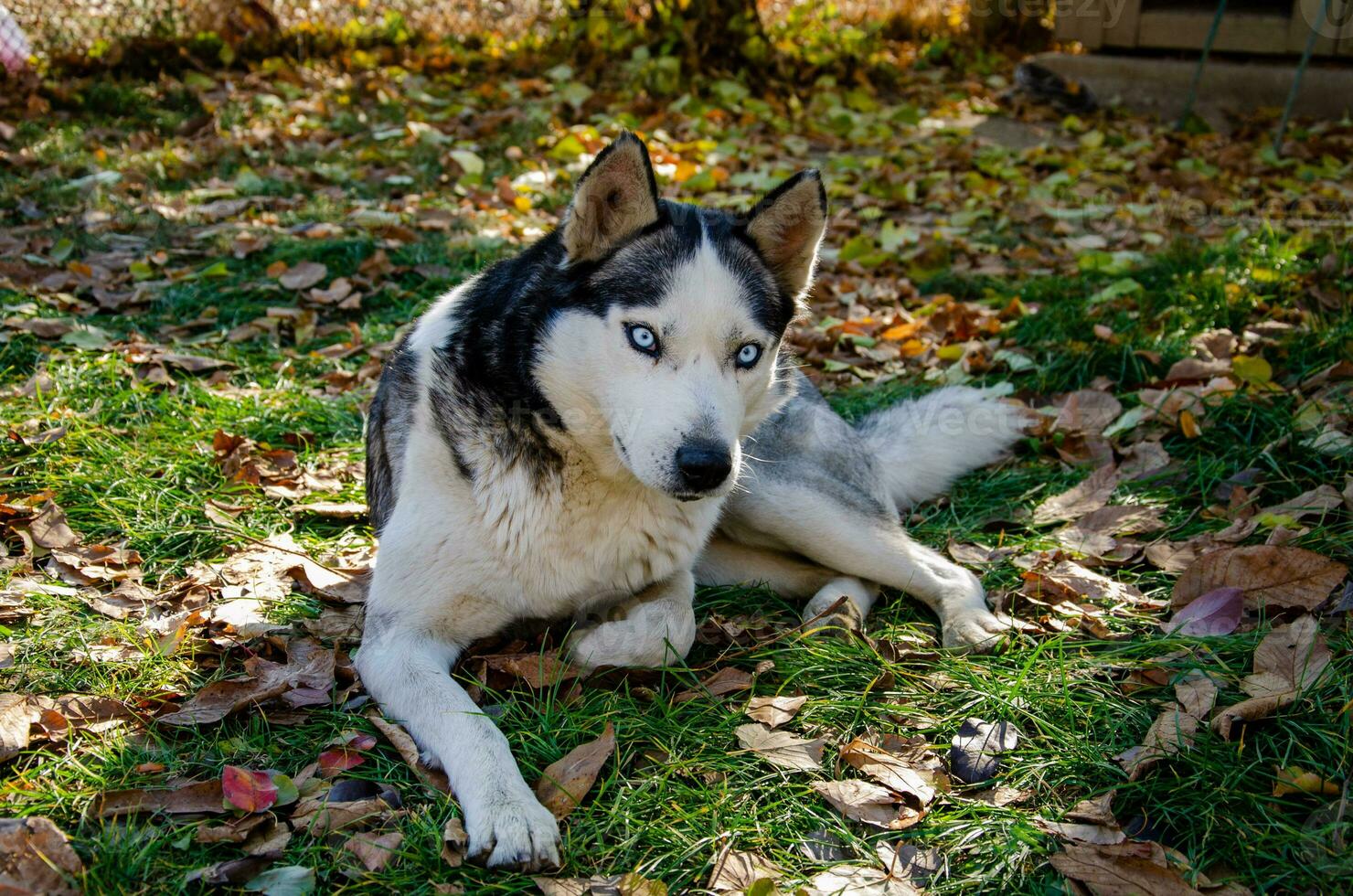fornido perro con hermosa azul ojos. otoño parque. caminando el perro. foto