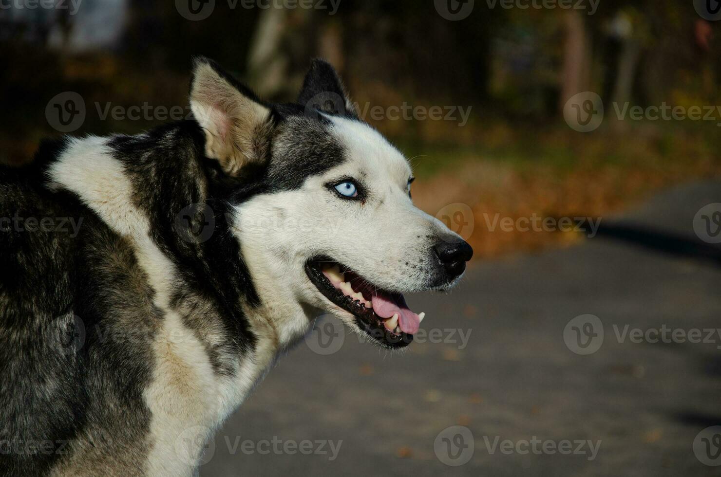 Dog Siberian Husky. Portrait of a husky with blue eyes. very beautiful eyes. photo