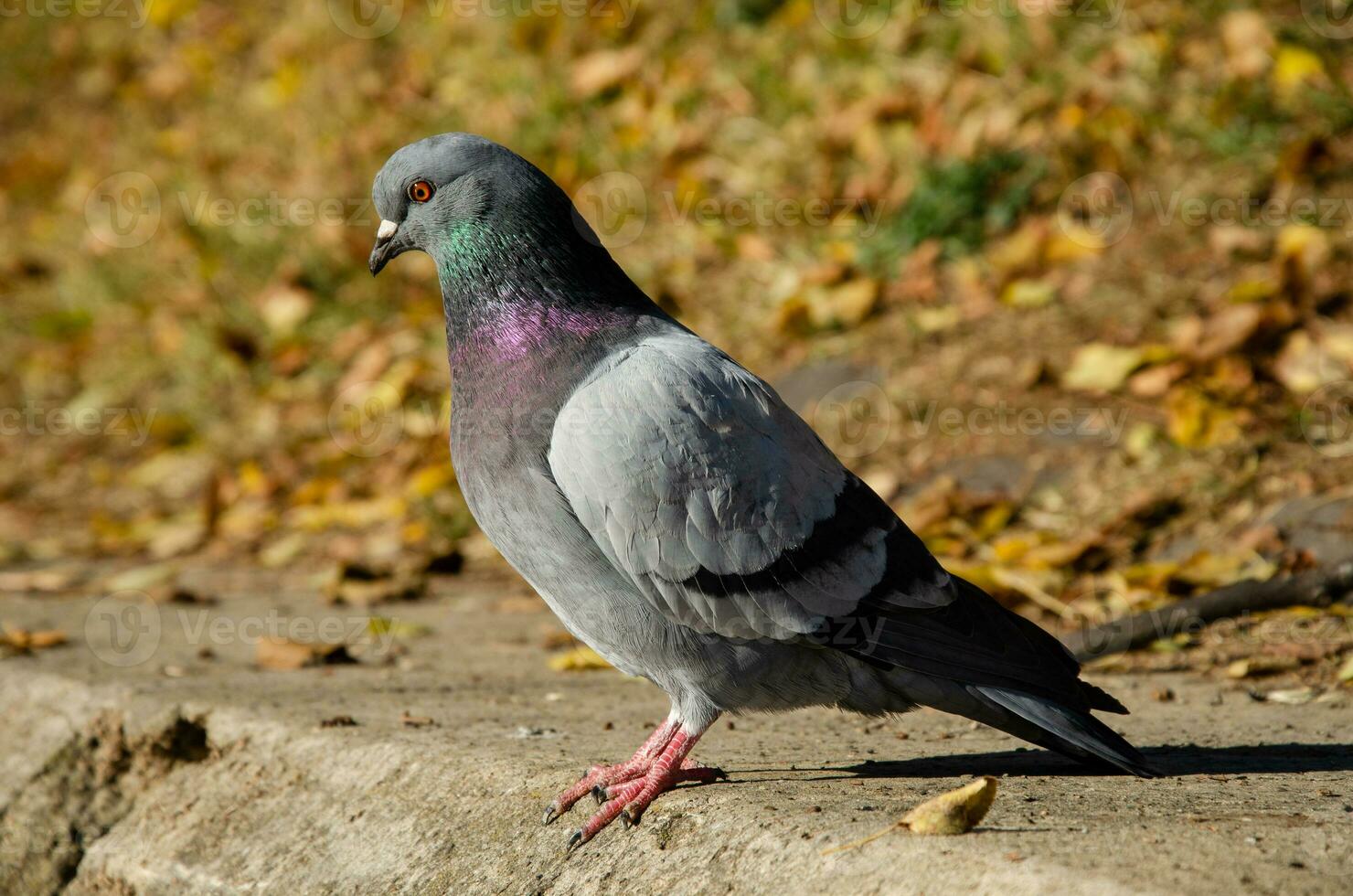 Pigeon. Dove portrait in autumn park photo
