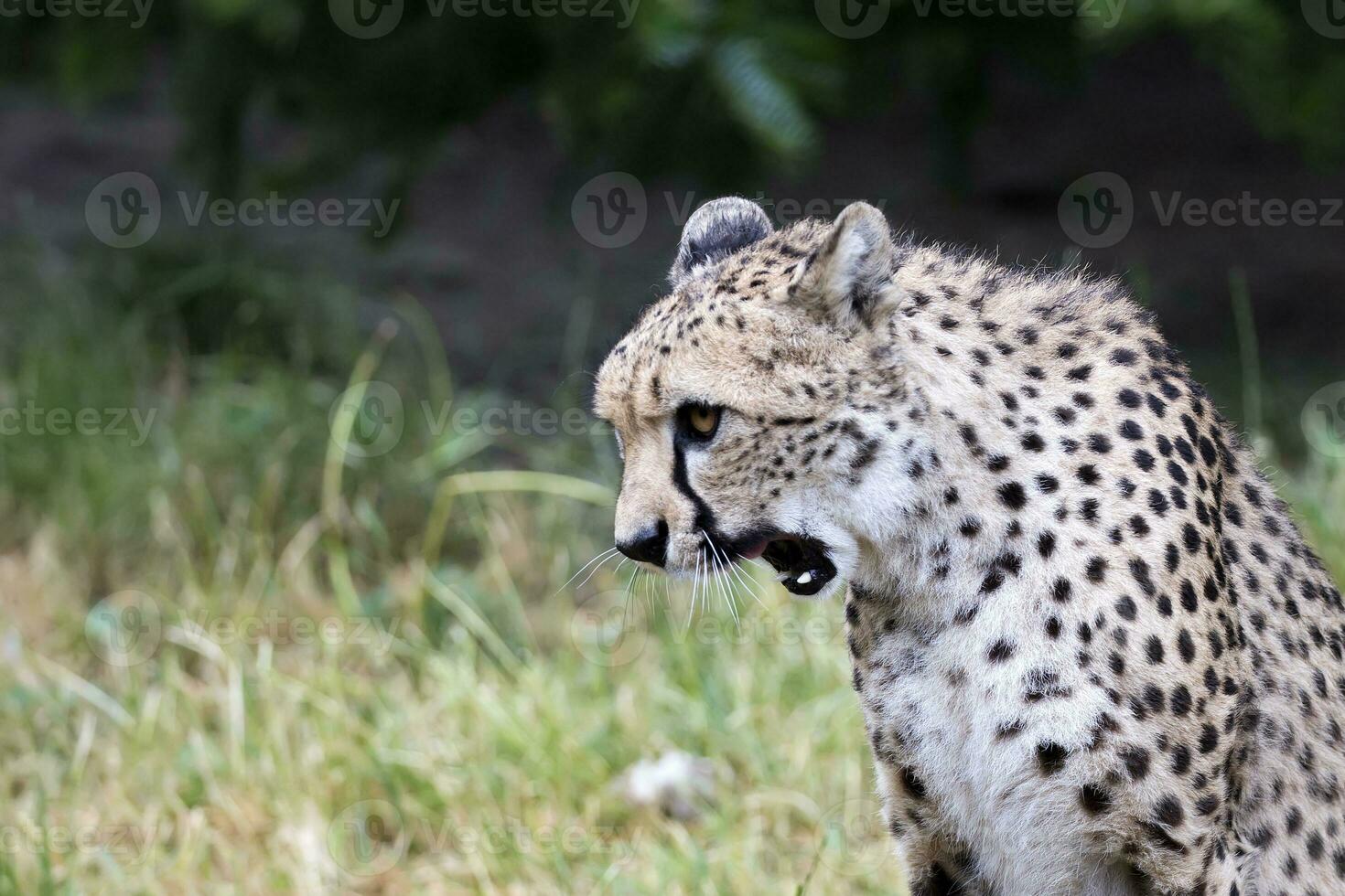 Cheetah in a clearing photo