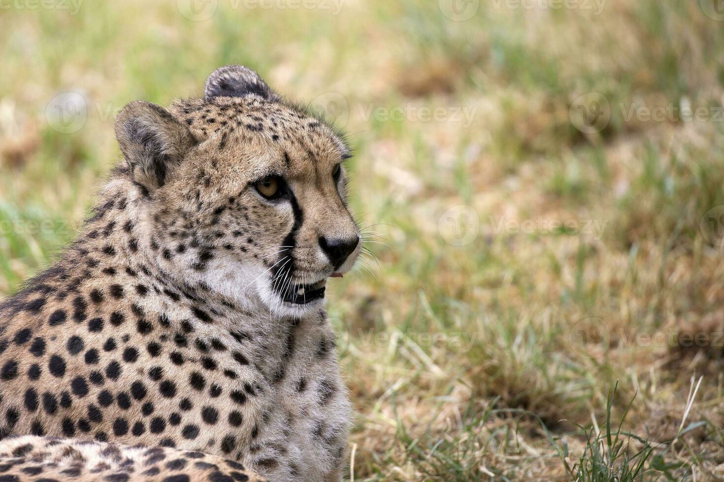 leopardo en el claro foto