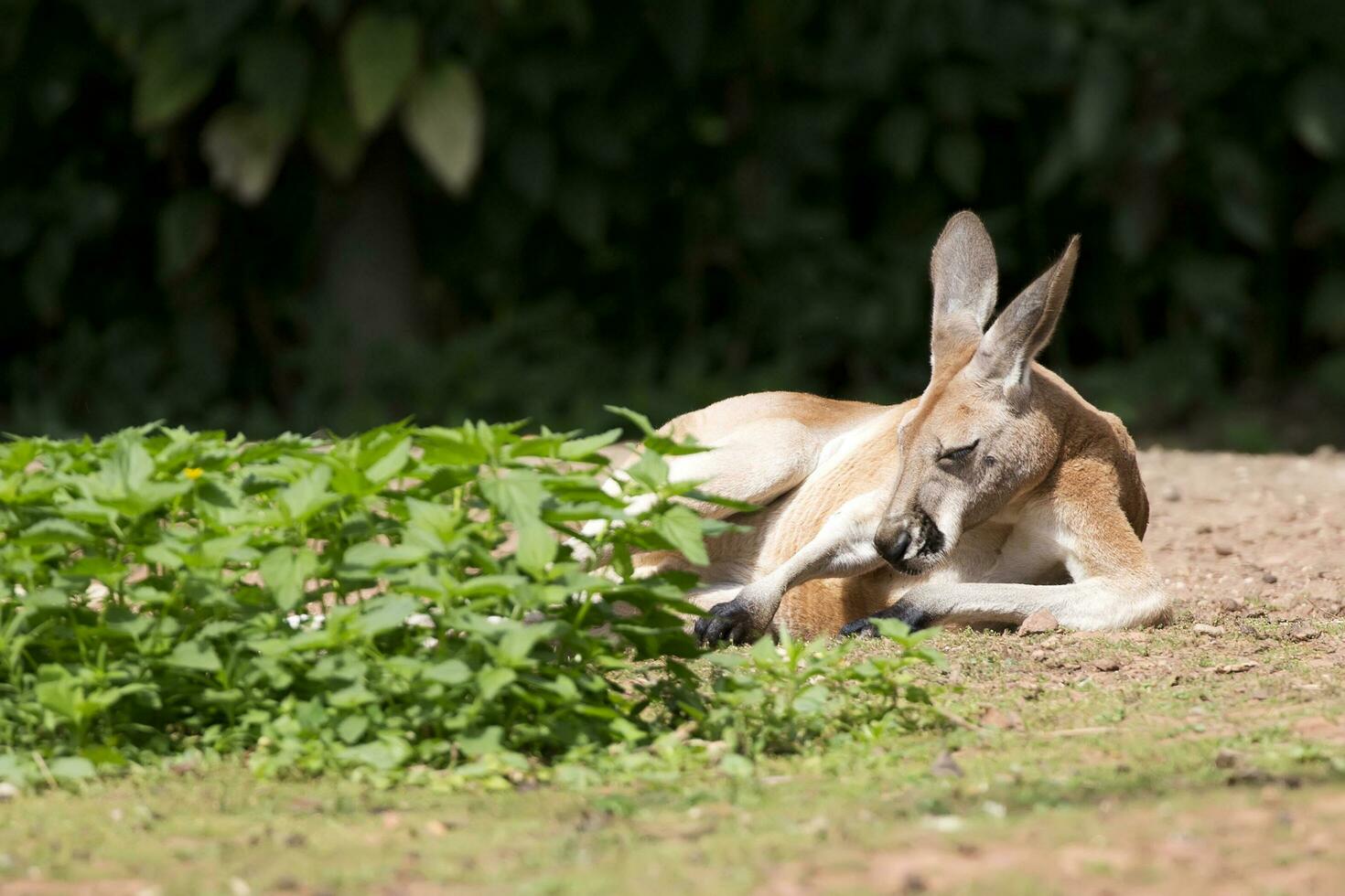 Kangaroo resting in a clearing photo