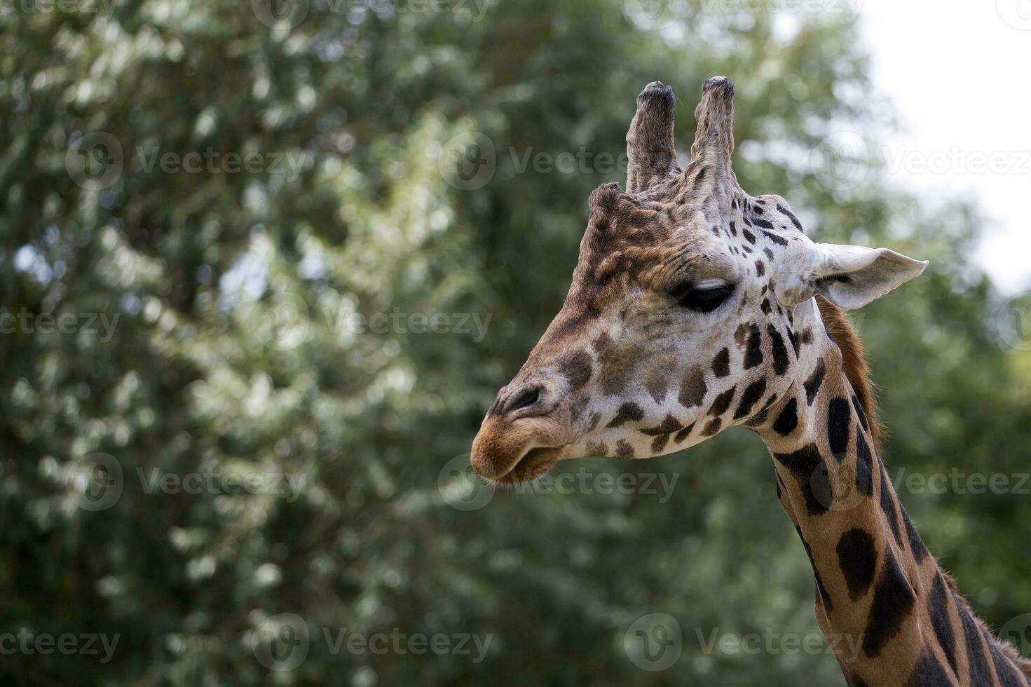 Giraffe  a portrait photo