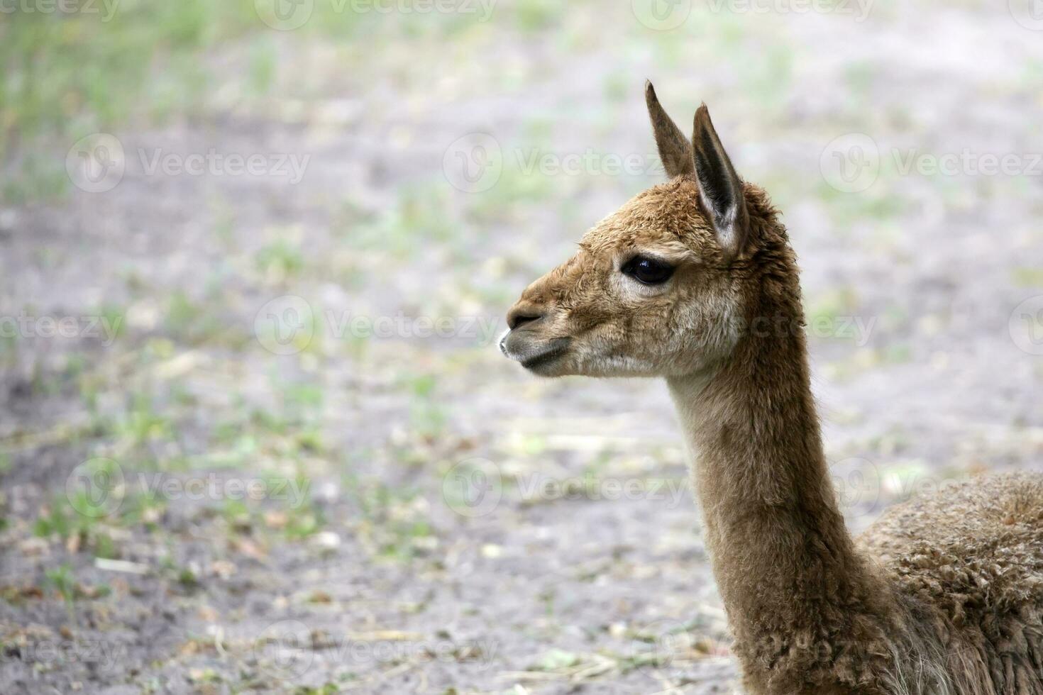 Lama a portrait photo