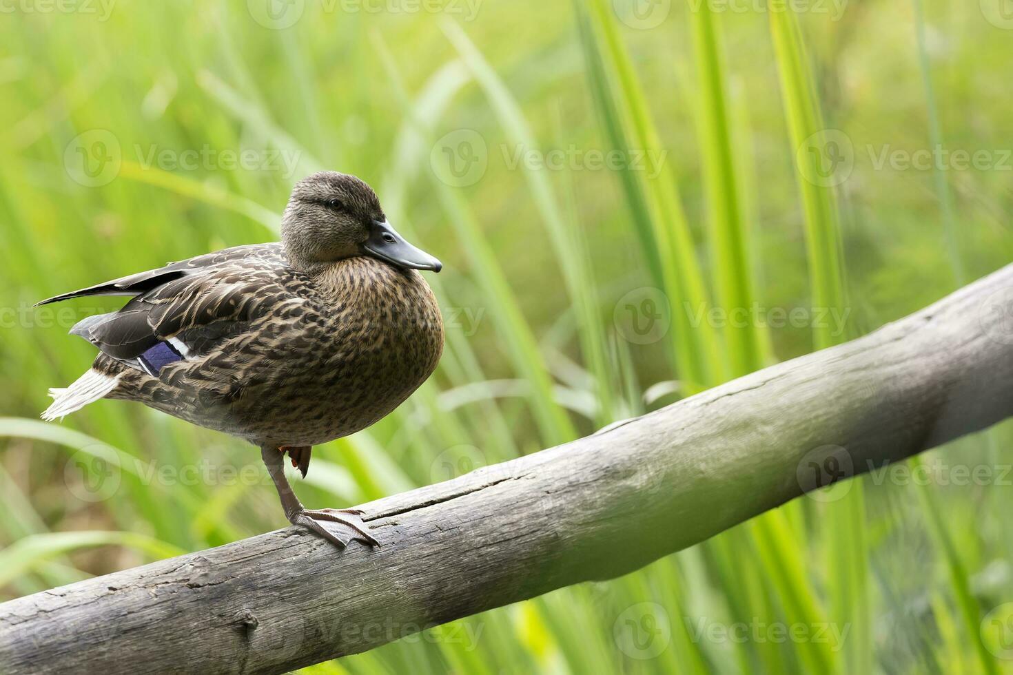 Wild duck in the wild photo