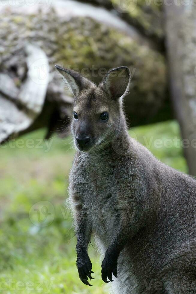 Wallaby in a clearing a portrait photo