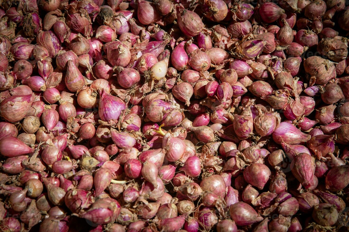 Heap of Shallots photo