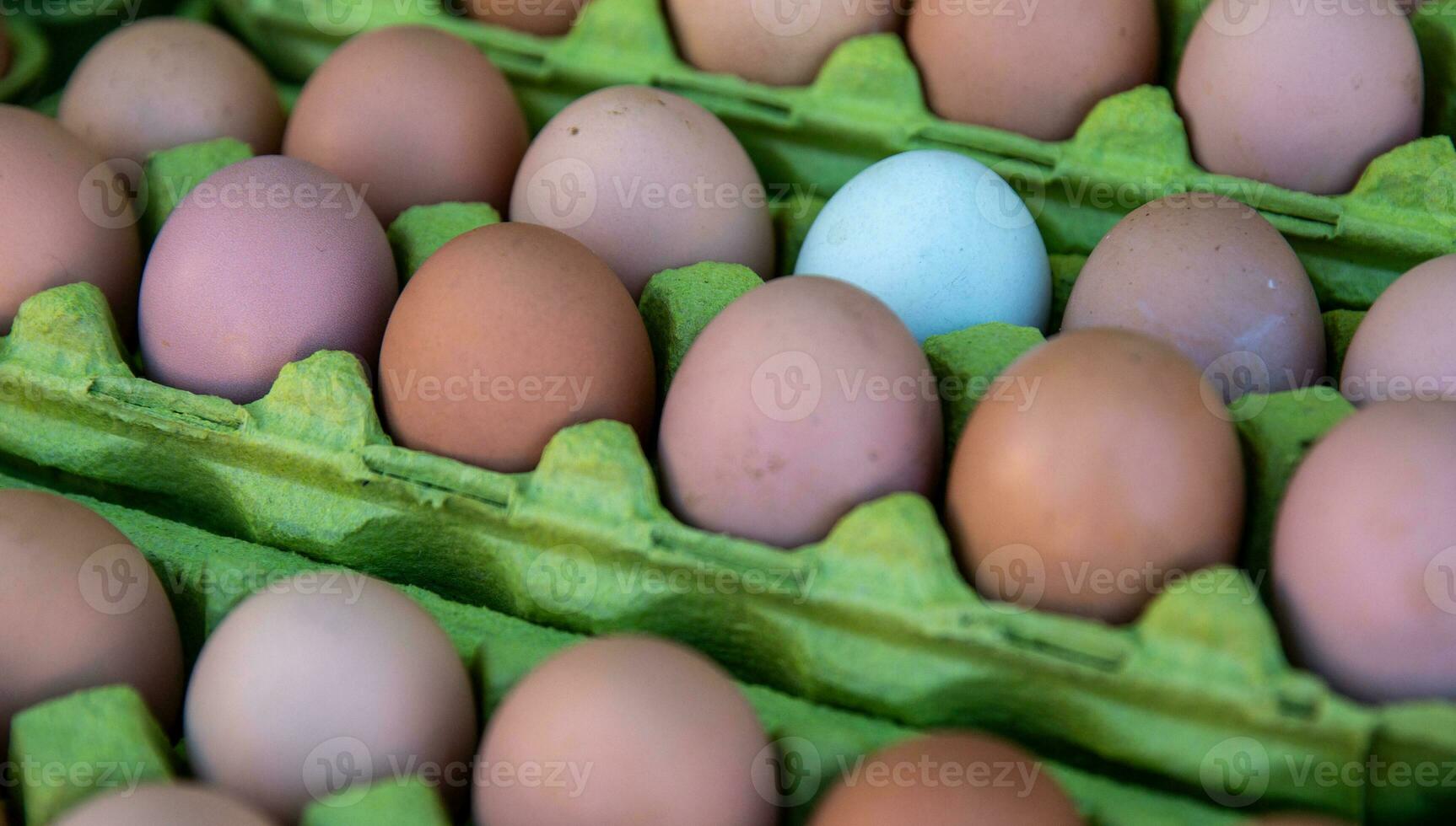 White Egg Standing out photo