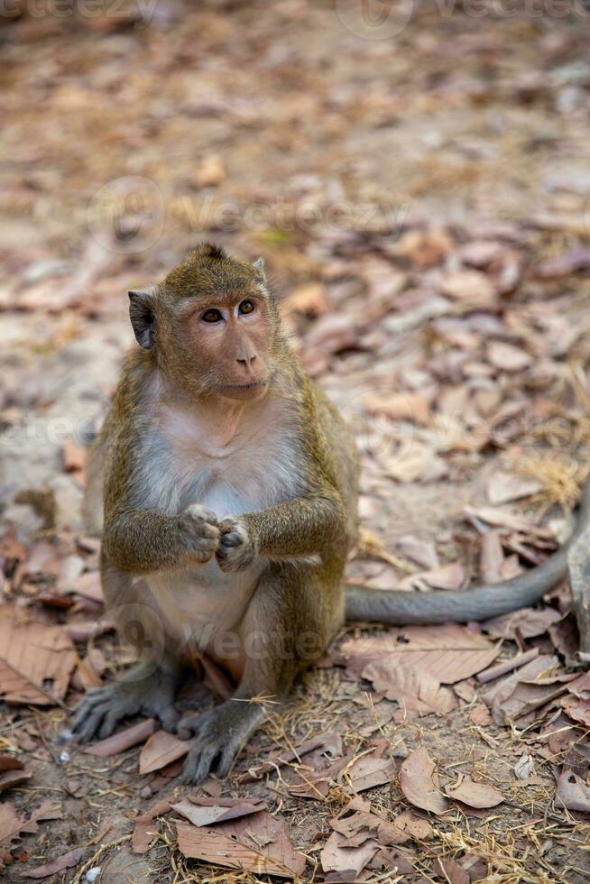 Monkey begging for food photo