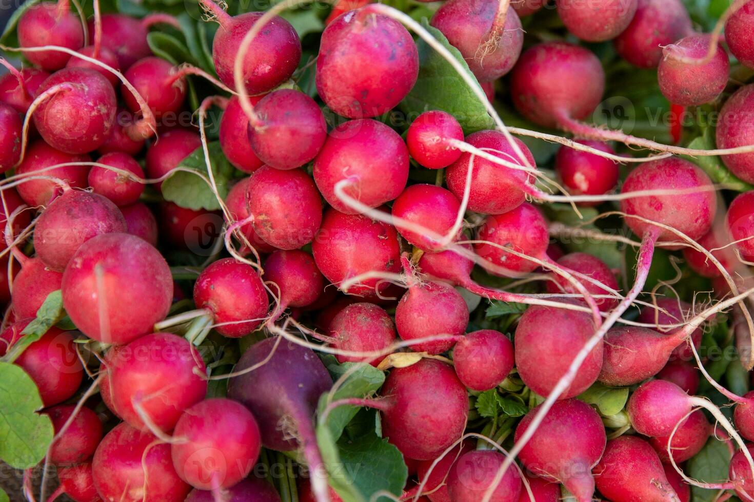 Background of Radishes photo