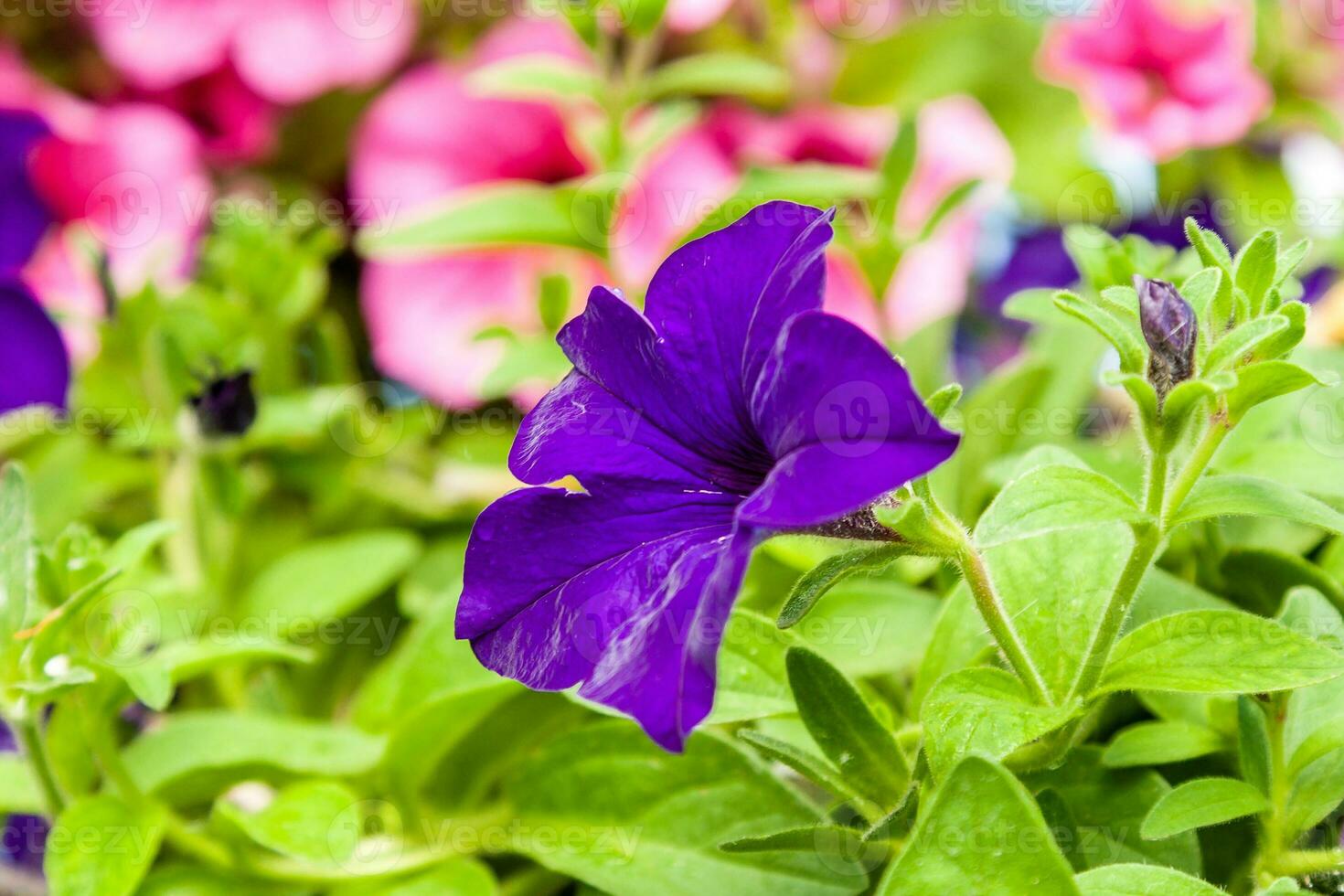 Beautiful petunia flowers with drops of water after a rain photo