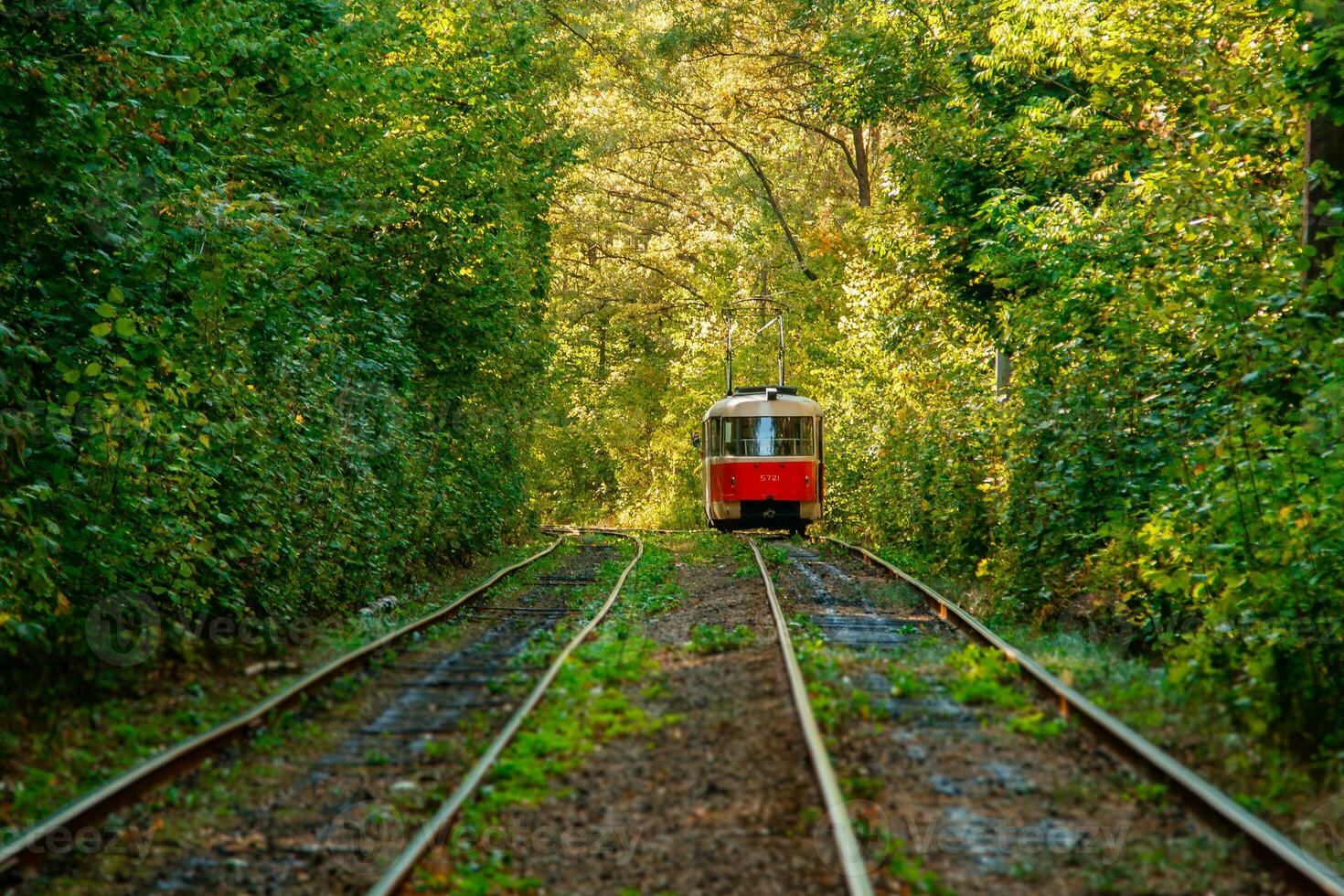 Tram and tram rails in colorful forest photo