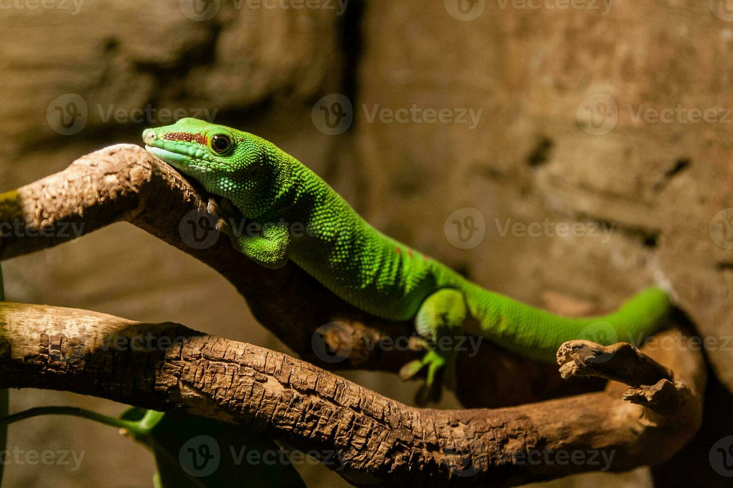 Green gecko lizard sits on a close-up branch photo